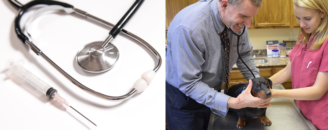 closeup image of a stethoscope and vaccine syringe on the left and on the right side is Dr. Pendleton giving a welness exam to a dachshund with assistance from his daughter and veterinary student, Diana